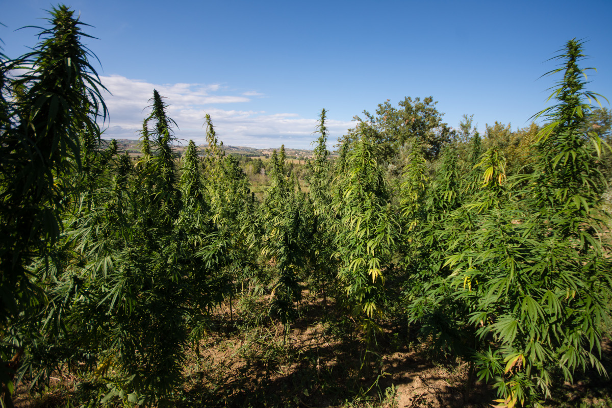 cannabis light hemp farm tortoreto