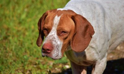 cane maltrattato salvato dal wwf di Pescara