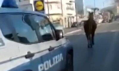 cavallo a spasso per strada a Pescara