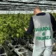 piantagione di marijuana ostra vivaio teramo 2