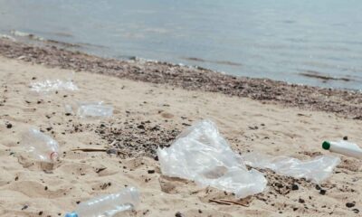 plastica spiaggia mare polinemo pesce mangiaplastica alba martinsicuro tortoreto
