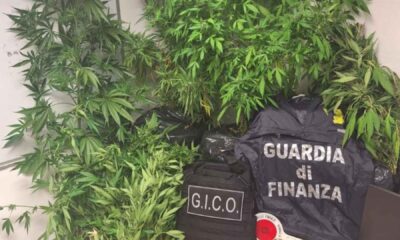 piantagione marijuana l'aquila denunciato uomo 64 anni