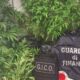 piantagione marijuana l'aquila denunciato uomo 64 anni