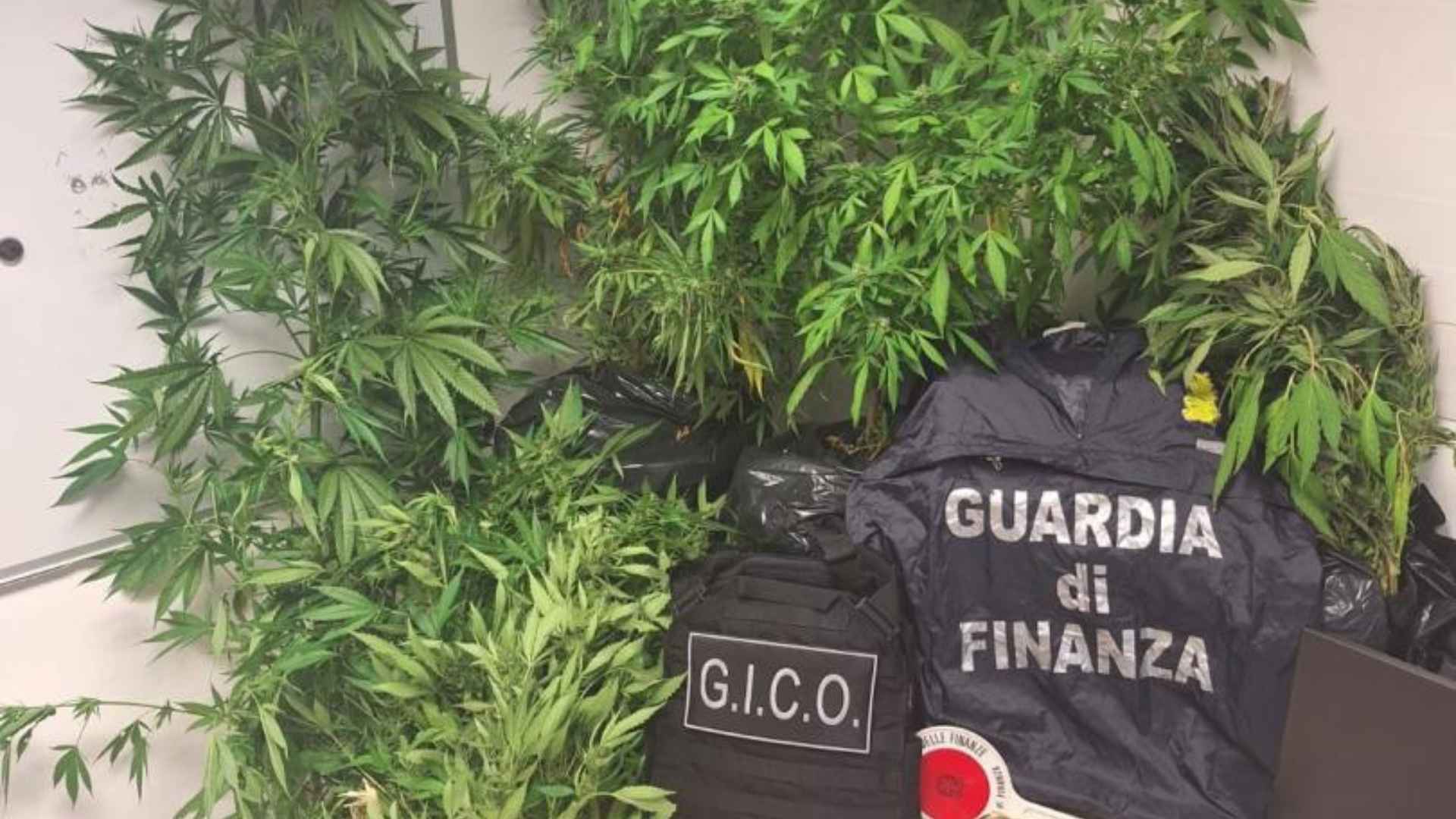 piantagione marijuana l'aquila denunciato uomo 64 anni