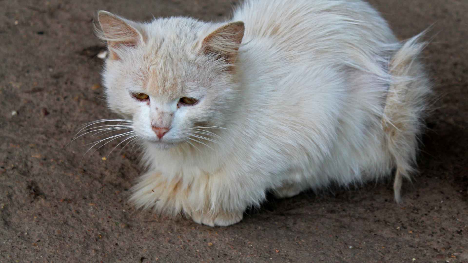 colonia di gatti randagi martinsicuro